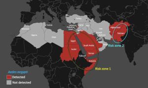 Aedes aegypti occurrence in the Middle East and North Africa since 1990.